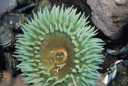 Green Anemone in Tide Pool