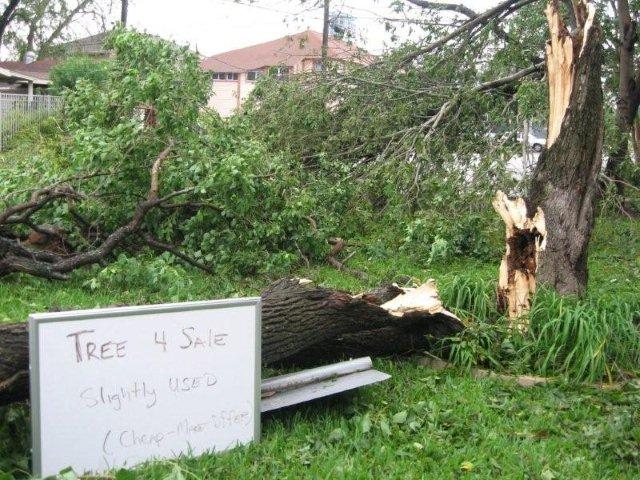 Ike\'s Aftermath: Tree 4 Sale - Cheap!