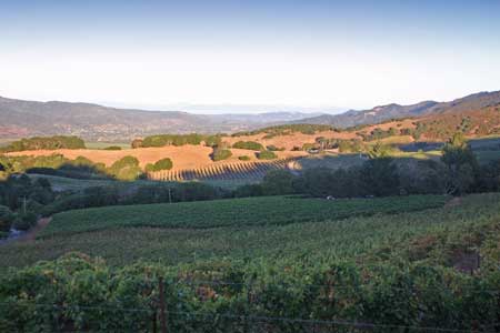 Vineyard in the Texas Hills