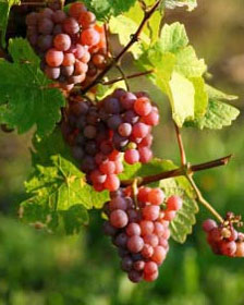 Pinot-Grigio-Grapes