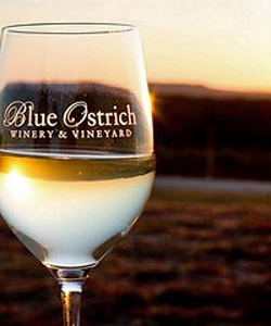 Blue-Ostrich-Glass