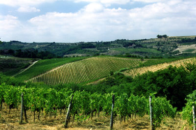 Badia-a-Coltibuono-Vineyard