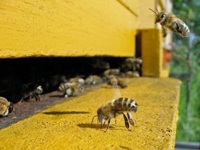 Bees-and-hive