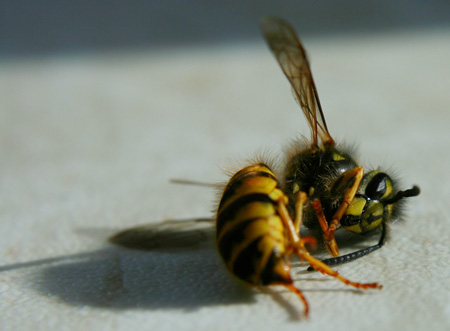 Dead-Bee