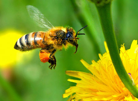 Honeybee-Flower