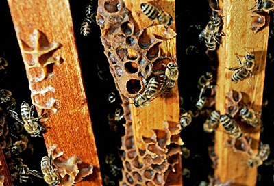 More-Bees-Wandering