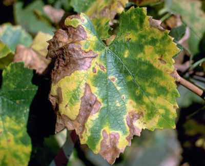 Pierce's-Disease-Leaf