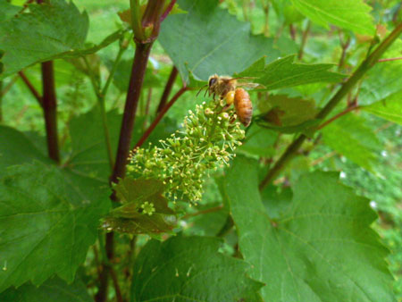 Bee-on-Grape-FLower