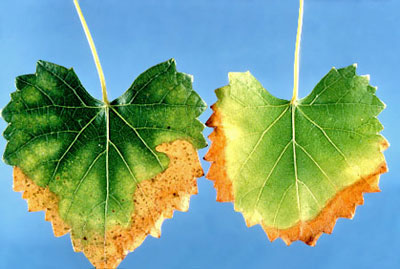 Pierces-Disease-Leaf