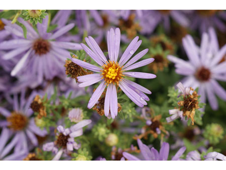Fall-Aster