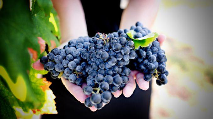 New DNA Information on Black Spanish - The Grape Otherwise Known as ...